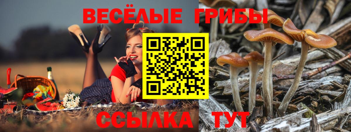 Ейск  Псилоцибиновые грибы мицелий  Вход с VPN  Псилоцибиновые грибы Psilocybe 